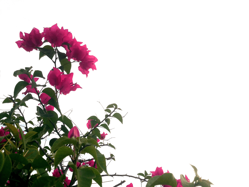 Nature transparent isolated