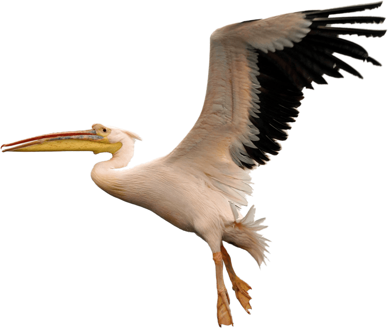 Pelican nature wildlife