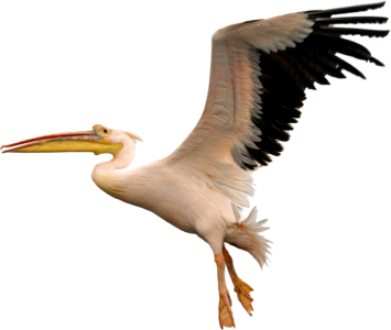 Pelican nature wildlife
