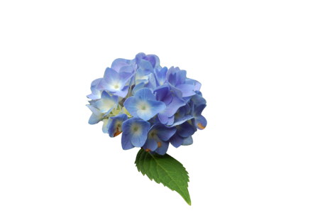 Blue hydrangea isolated form