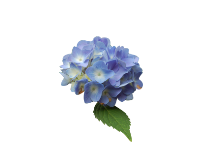 Blue hydrangea isolated form