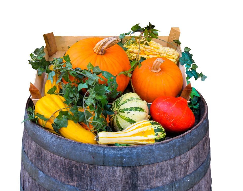 Agriculture pumpkin barrel