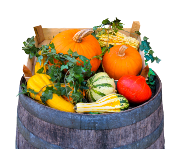 Agriculture pumpkin barrel