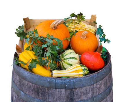 Agriculture pumpkin barrel