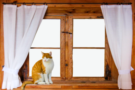 Curtain wooden windows cat