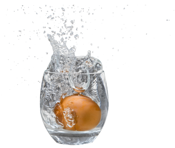 Isolated transparent with egg