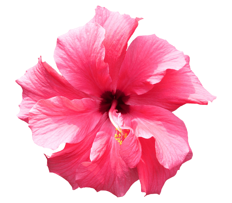 Flower isolated floral