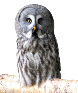 Animal world owl nature