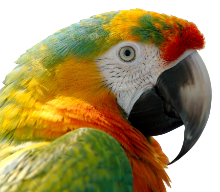Ara bill tropical