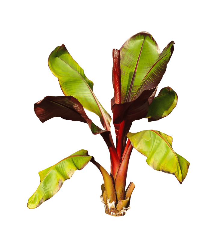 Banana shrub leaves perennial isolated