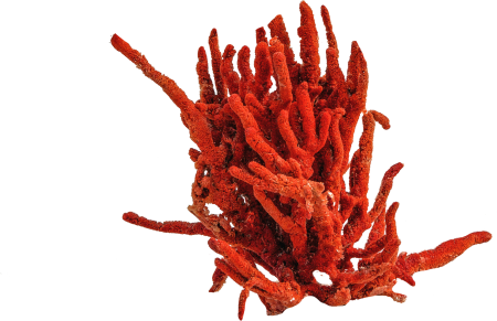 Underwater fish red sea