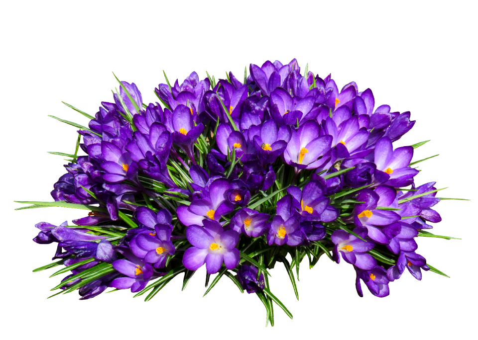 Isolated spring purple