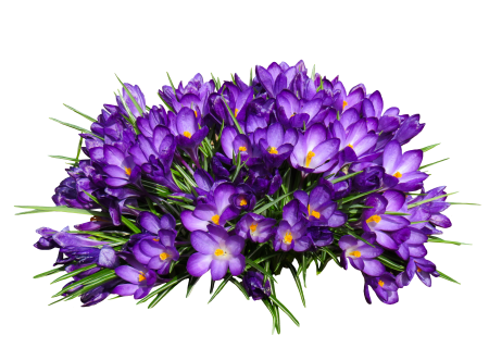 Isolated spring purple