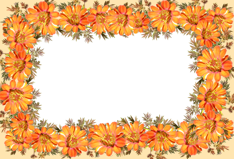 Daisies cut out isolated