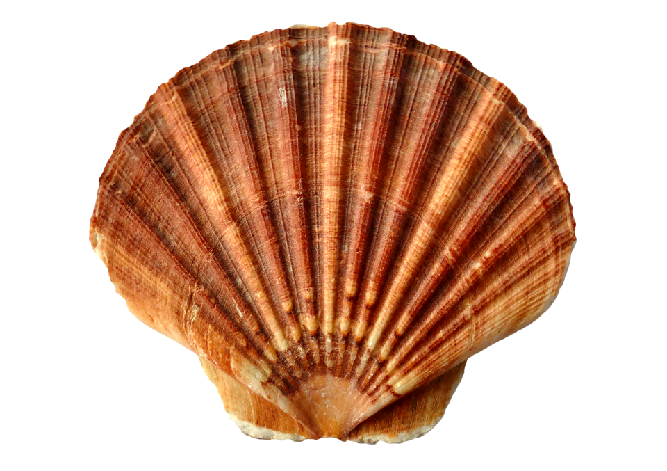 Ocean sea shells beach