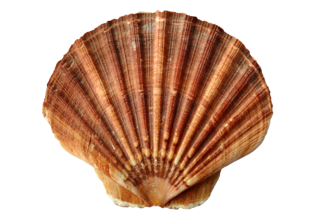 Ocean sea shells beach
