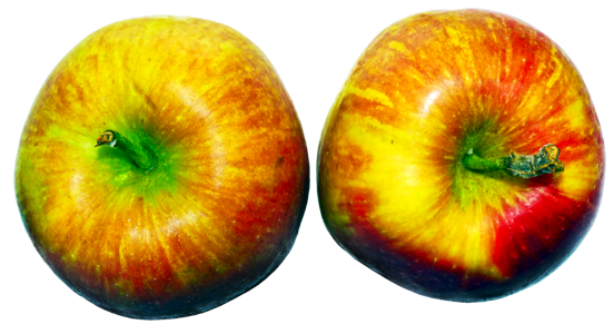 Culture of apple malus äppel