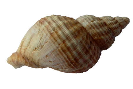 Ocean sea shells beach