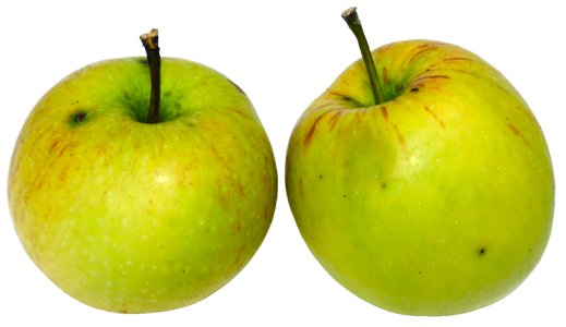 Culture of apple malus äppel
