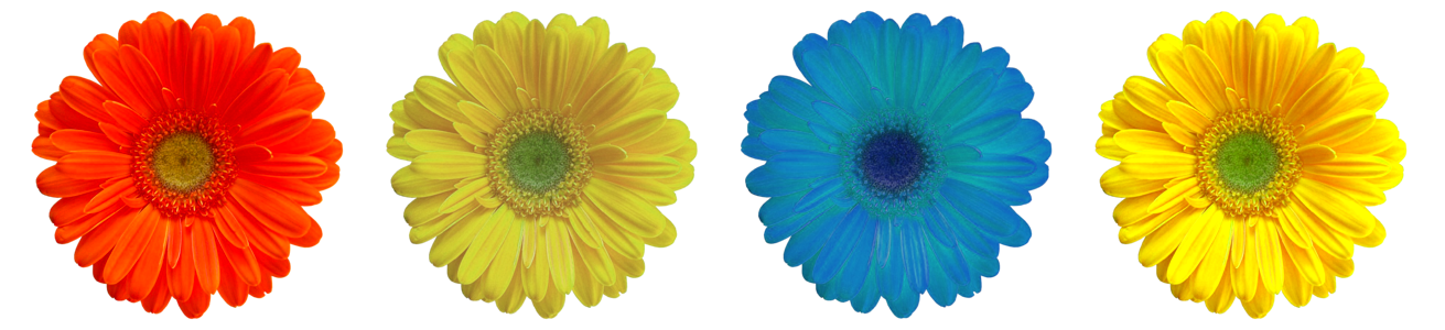 Color yellow flower blue