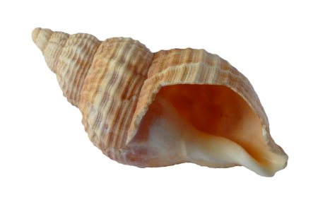 Ocean sea shells beach