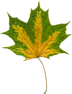 Maple leaf autumn leaf nature