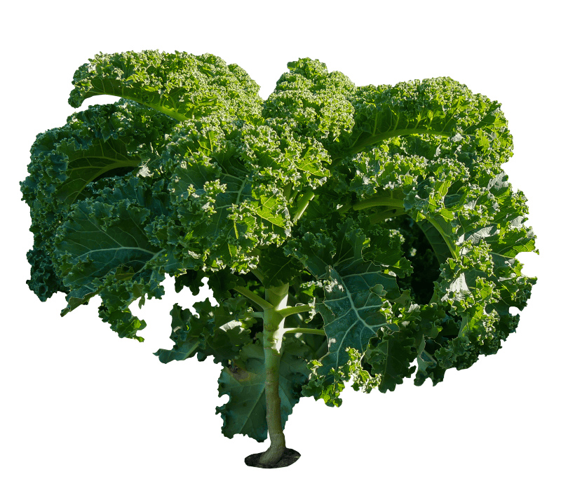 Kale kohl agriculture