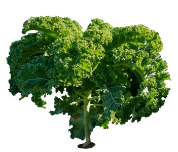 Kale kohl agriculture
