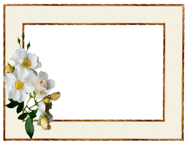 White rose cut out isolated