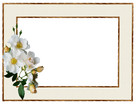 White rose cut out isolated