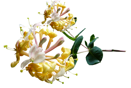 Flower stem garden