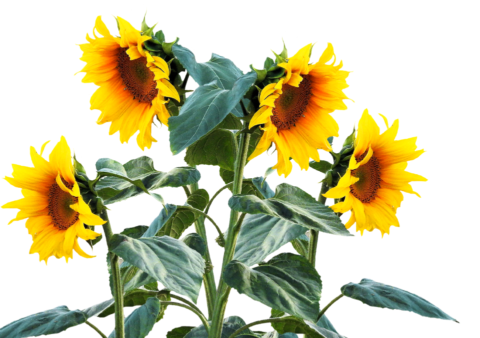 Plant sunflower bud sunflower field