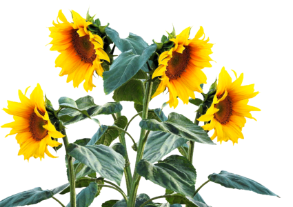 Plant sunflower bud sunflower field