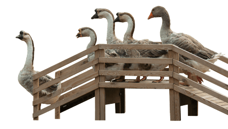 Wood poultry animals