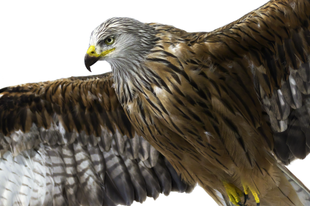 Fork consecration king's consecration raptor