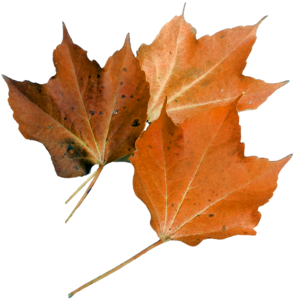 Nature plant autumn leaf