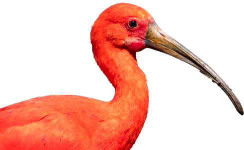 Crane beak ibis