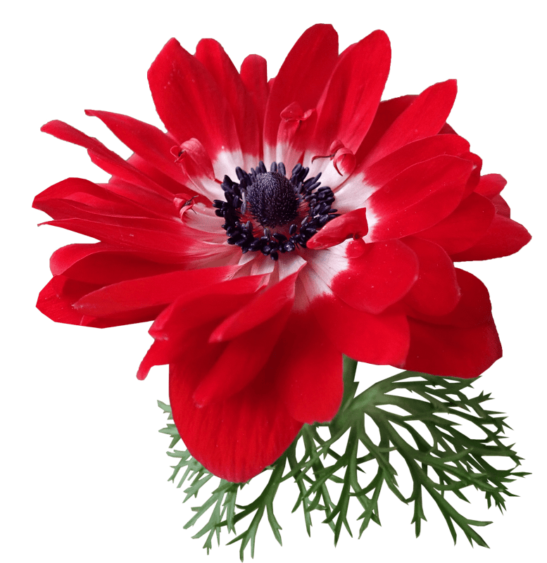 Flower plant garden