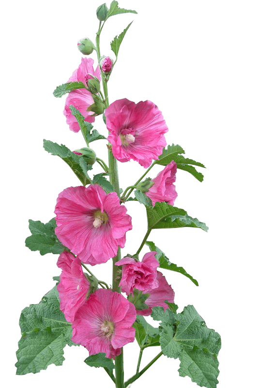 Plant cottage garden nature