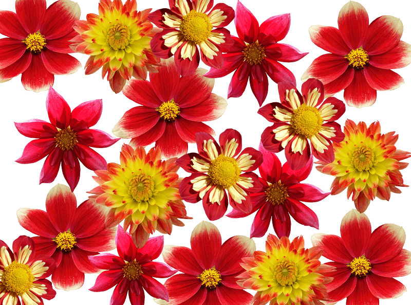 Dahlia garden garden dalia