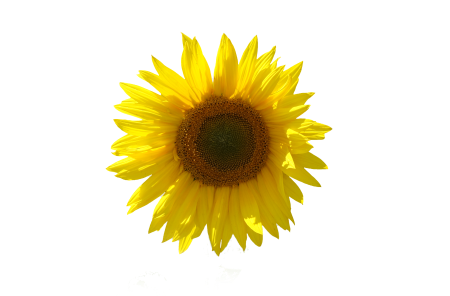 Close up sun agriculture
