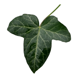 Leaf green isolated cut out