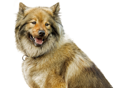 Animal animal portrait sweet