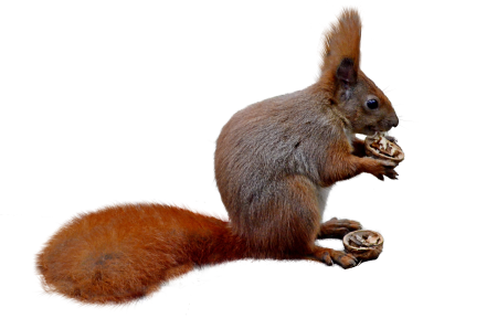 Forest nager rodent