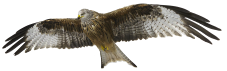 Fork consecration king's consecration raptor