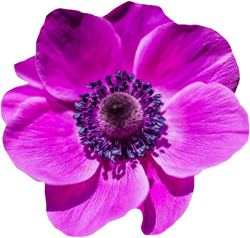 Purple flower purple flower