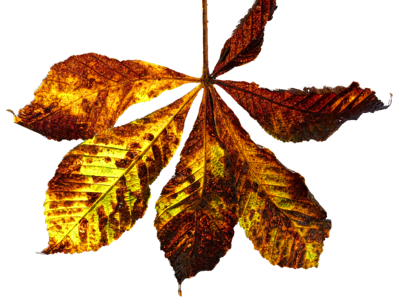 Chestnut chestnut leaf leaf coloring