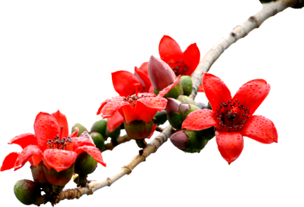 Kapok flower red