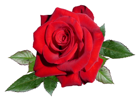 Romantic valentine garden