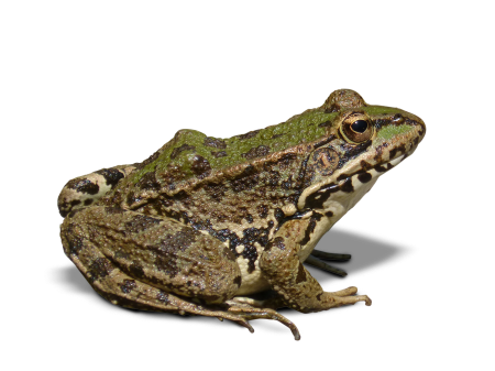 Batrachian transparent background cropped image
